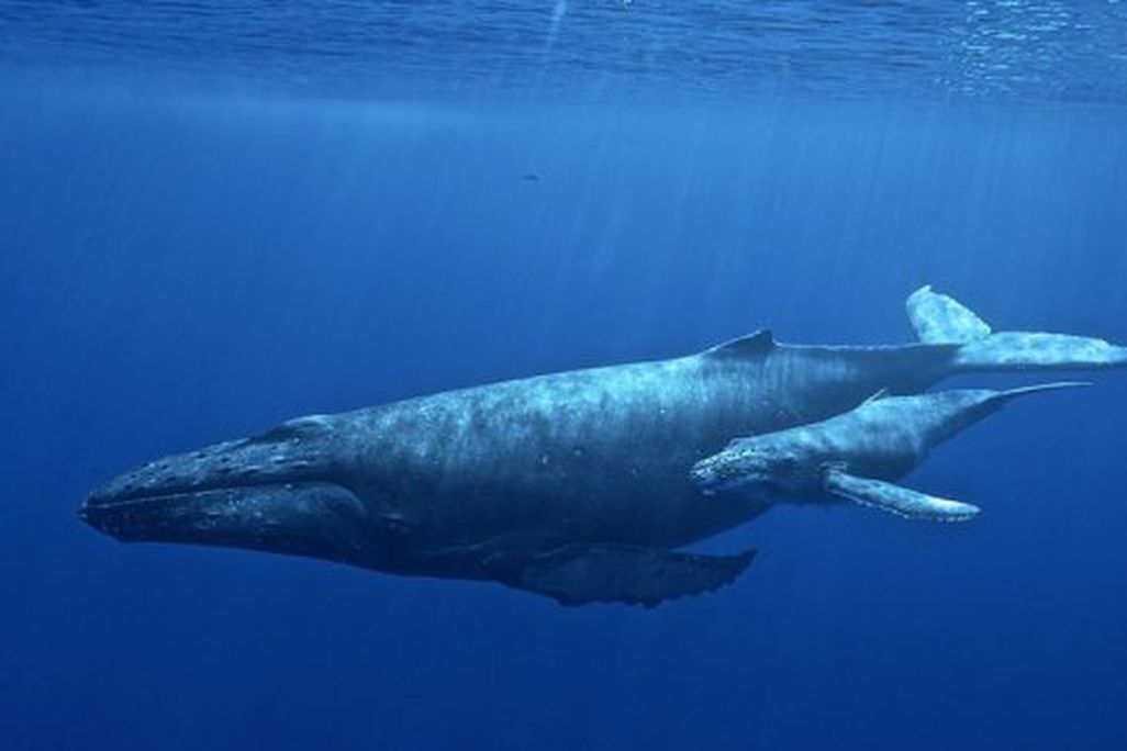 Humpbacks