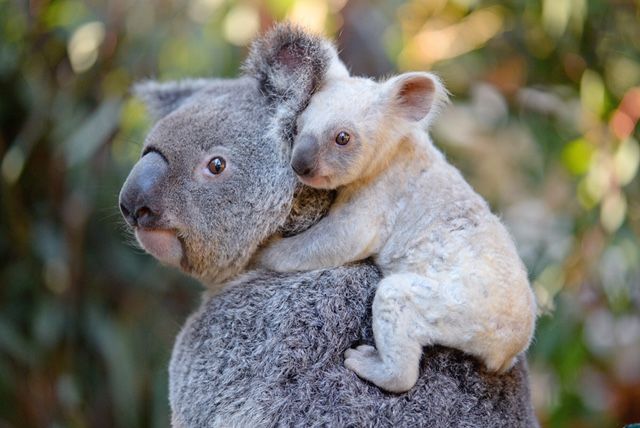 Australian Zoo Asks For Help Naming Rare White Koala