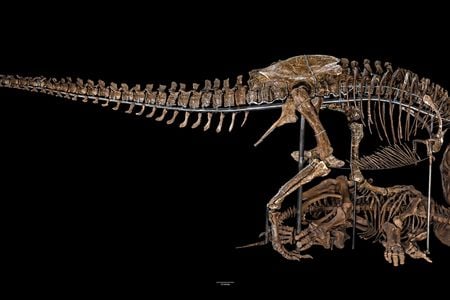 The display will eventually yield a formidable and fully-formed beast standing at about 15 feet tall and 40 feet long, poised to glut on the body of an unlucky Triceratops.