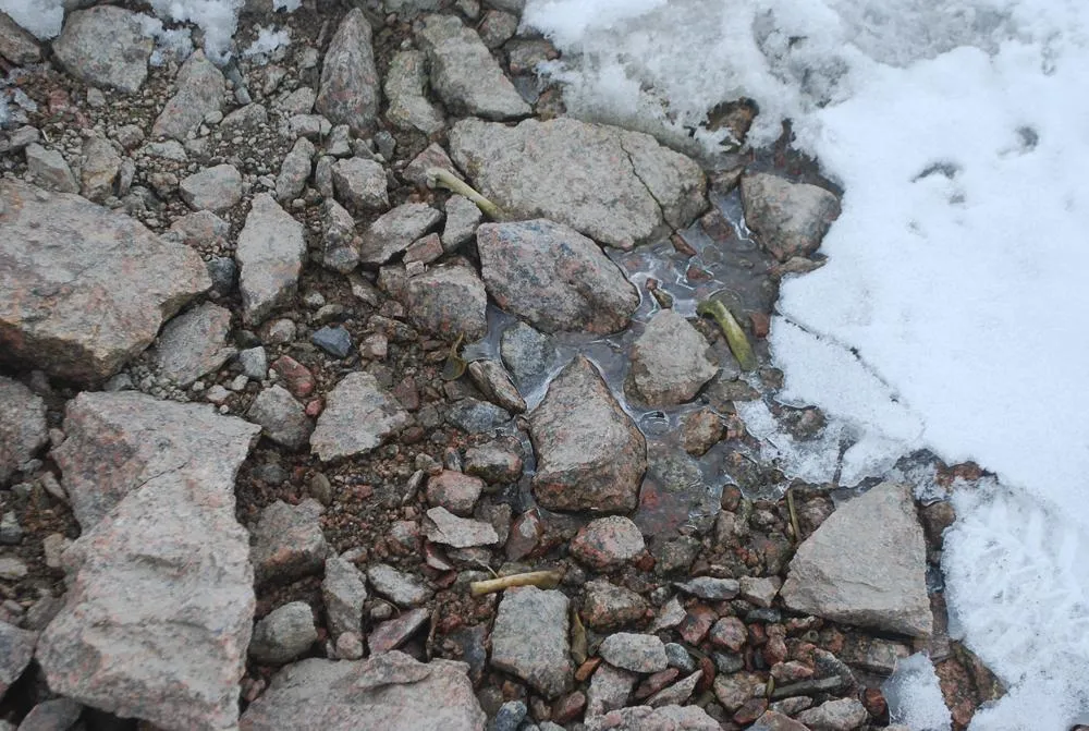 Various penguin bones are on the wet ground, surrounded by rocks and a patch of snow.