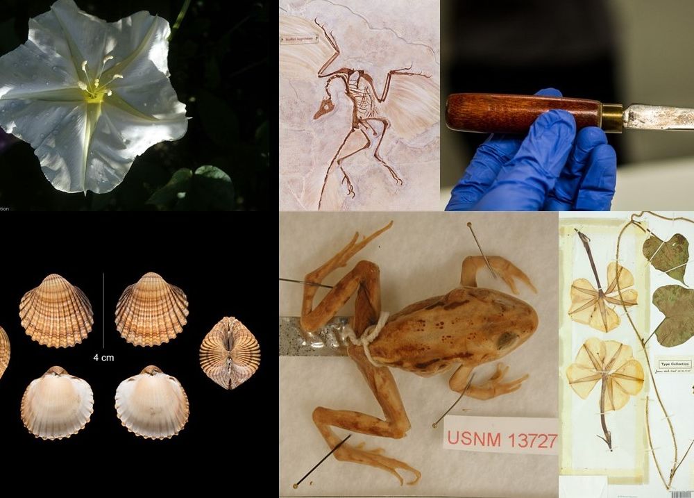 Collections at the Smithsonian's National Museum of Natural History that are similar to objects in the show “Avatar: The Last Airbender.” (Smithsonian)