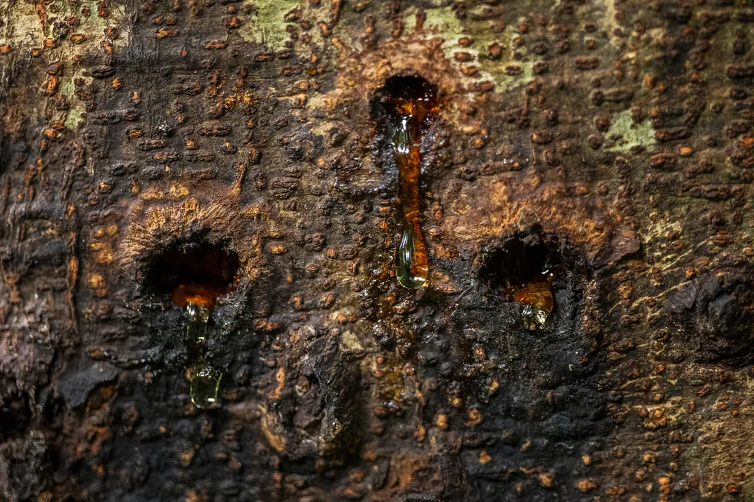 The amber trunk of a Parkia balslevii tree at Yasuní National Park bears the telltale signs of a pygmy marmoset visit: gouged holes and oozing gum.
