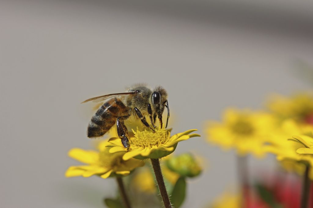 bee