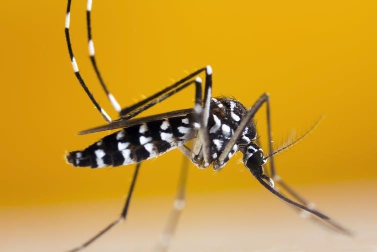 The Asian tiger mosquito, which can transmit the Zika virus, has been spotted in southern Ontario in Canada.