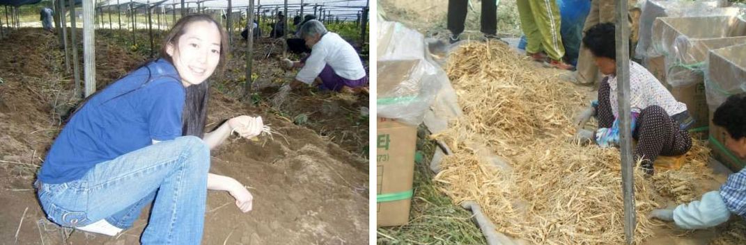 Two images side by side: on the left, a young woman kneels on the ground holding up thin, tan ginseng roots. On the right, older people kneel on the ground, sorting through a large pile of tan ginseng roots.