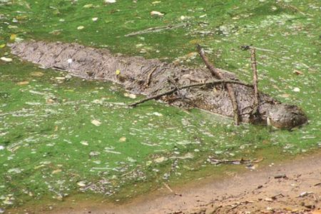 A mugger crocodile balances twigs on its nose to tempt birds