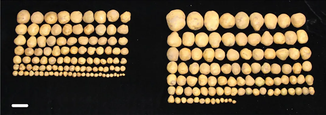 Researchers Transfer a Human Protein Into Plants to Supersize Them