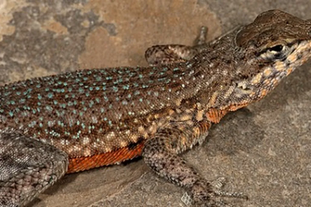 A side-blotched lizard in Utah
