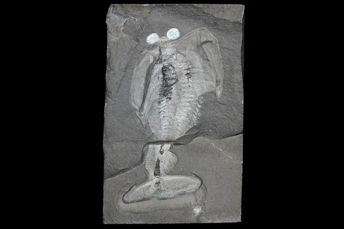 a fossil with big eyes and a wide tail