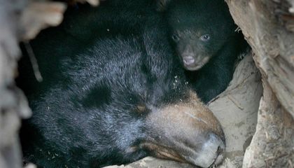 Why Amazing Discoveries About Bear Hibernation May Help Improve Human Health