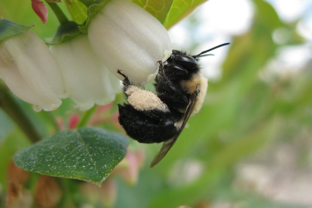 Bumble bee
