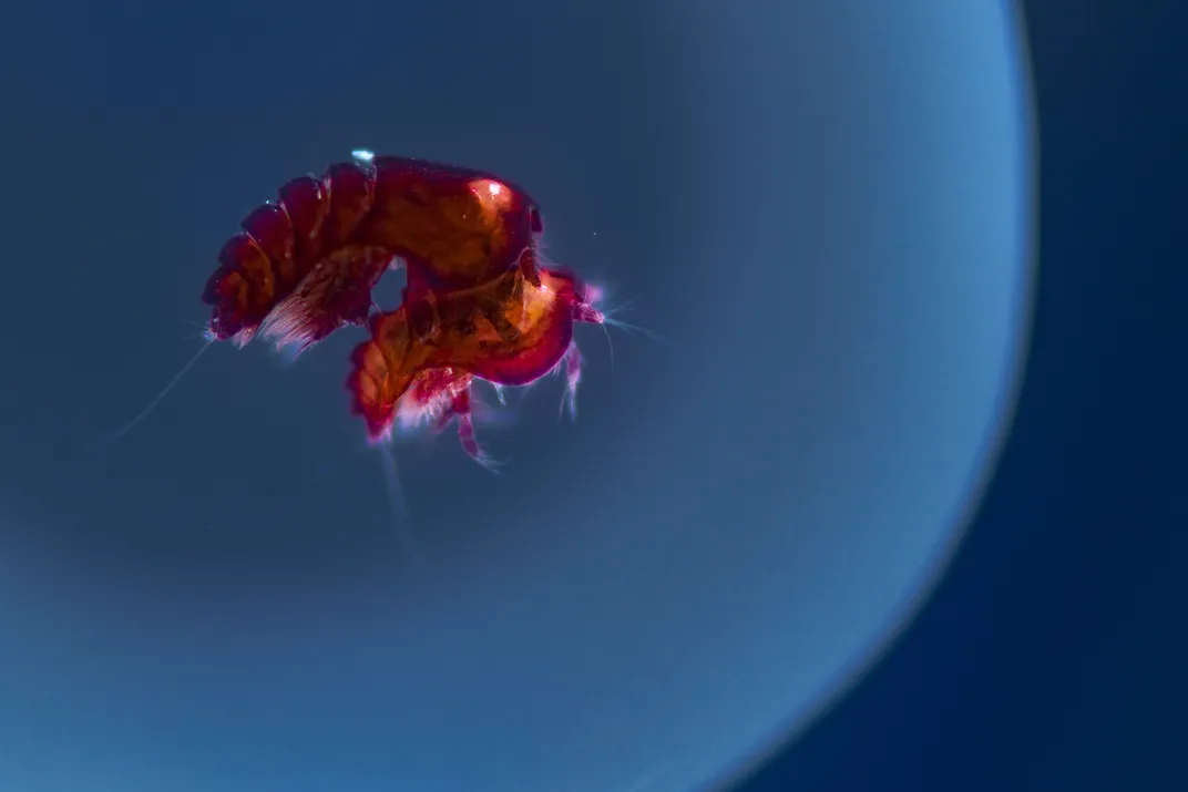 Mating copepods