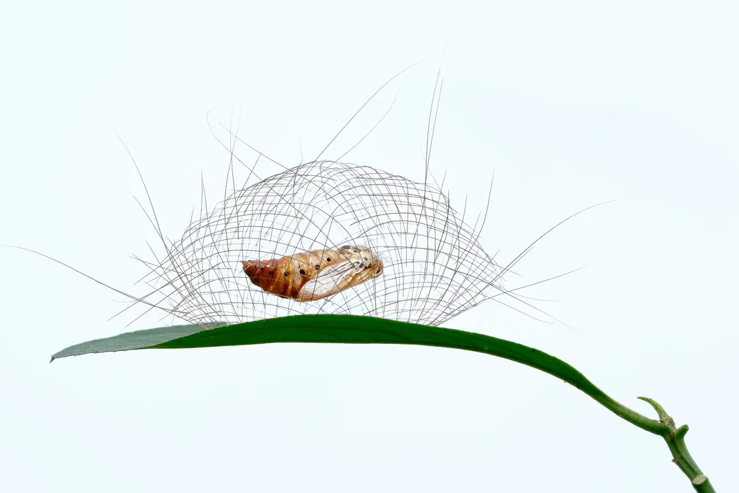 Chrysalis