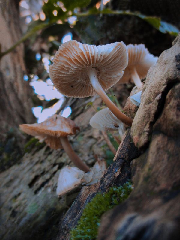 Mushrooms thumbnail