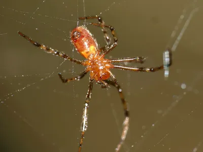 The lady-bug-sized spiders live in colonies of thousands are rarely leave the safety of their web.