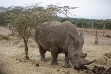 Najin, one of only two female northern white rhinos left in the world, walks in the pen where she is kept for observation.