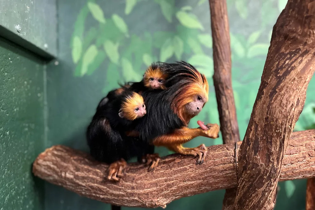 Lola and her babies