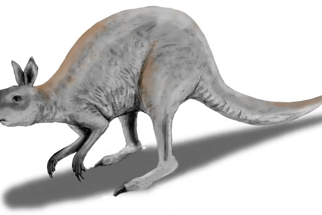 illustration of a kangaroo