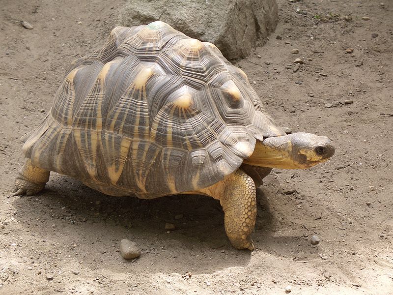 tortoise.jpg