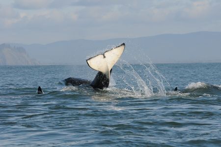 Southern Resident orcas frolic in Puget Sound.