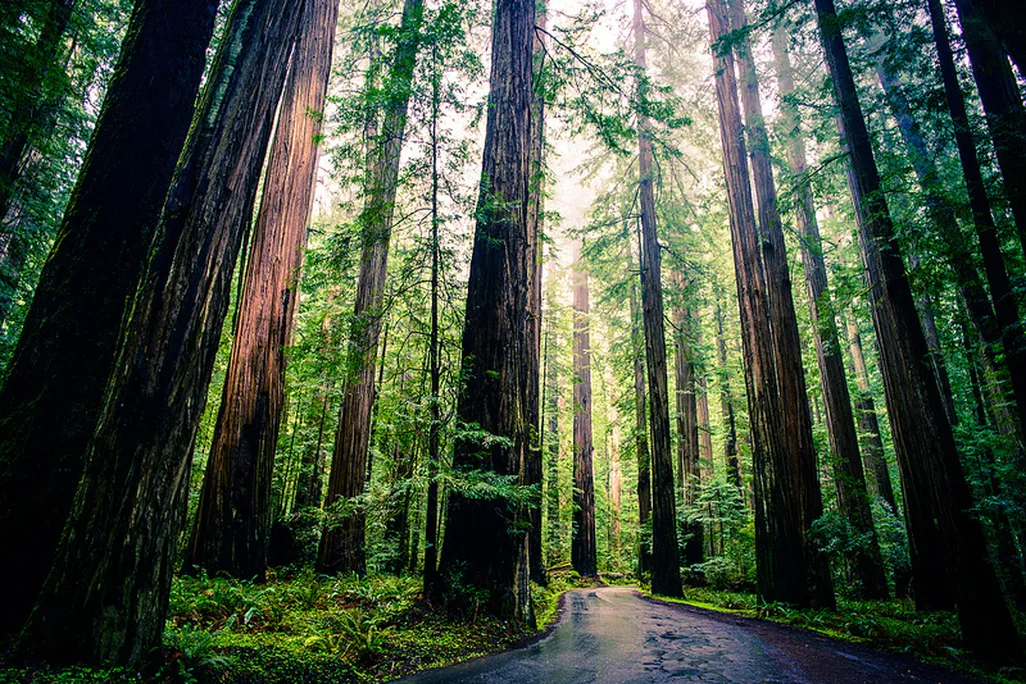 2013042311203304_23_2013_redwoods.jpg