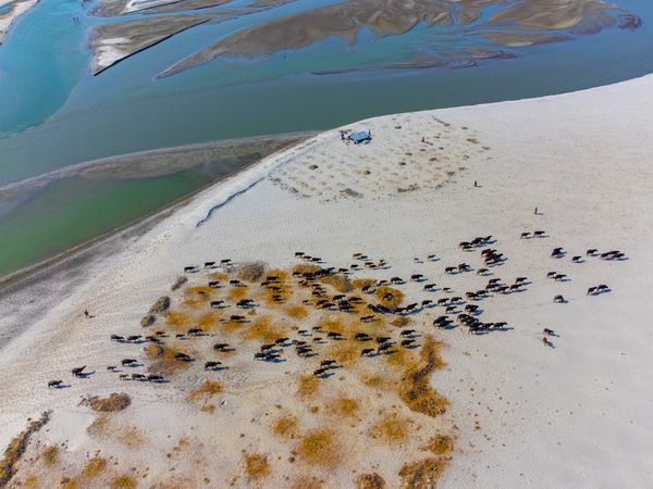 Survival of Buffaloes in drought. thumbnail