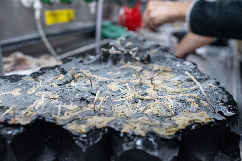 rock crust sample with tube worms