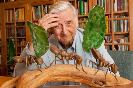 Harvard University professor E.O. Wilson in his office in Cambridge, MA. He is considered to be the world's leading authority on the study of ants.