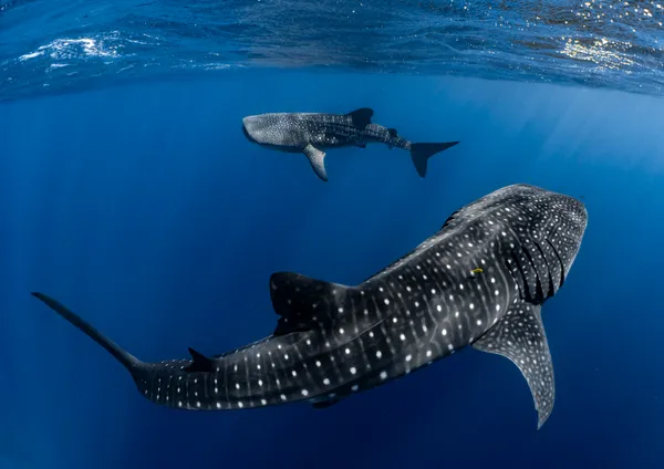 Sharks in Sync thumbnail