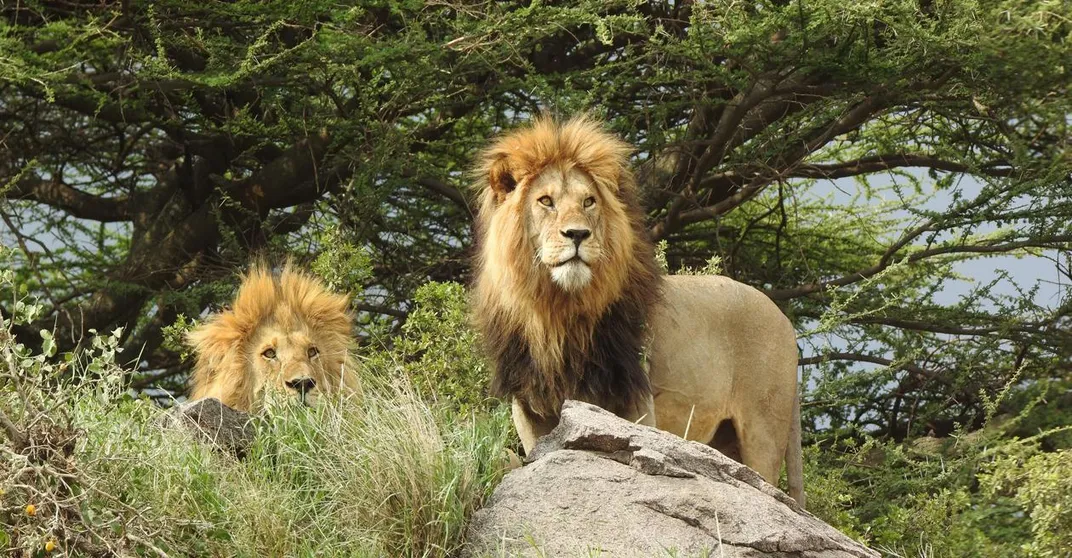 Pair of male lions. Credit: Kirt Kempter