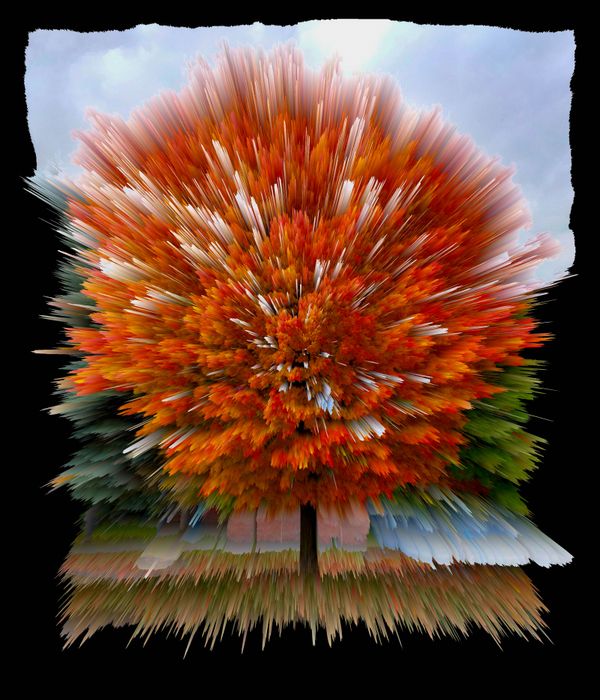When Fall Explodes into Colours thumbnail