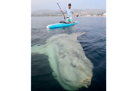 In the video, Wheaton, a veterinarian, and his board appear tiny compared to the colossal bony fish. While the sunfish's dimensions are unknown, when comparing it to Wheaton's 14 foot-long board, the sunfish may have been anywhere between nine to ten feet long. (Pictured: Matt Wheaton)