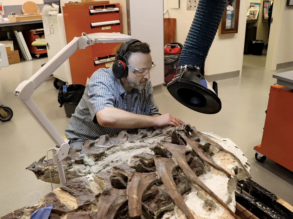 Volunteer Curt Breckenridge removes plaster used to display a tyrannosaur fossil