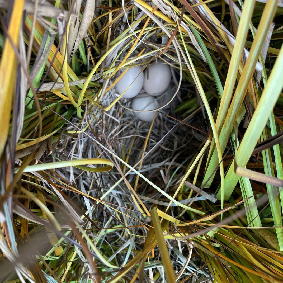 Three small white eggs sit at the bottom of a nest made of compacted plant materials, like grass.
