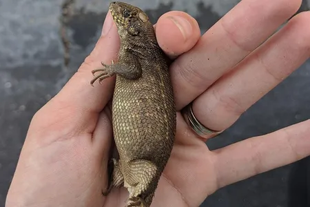 Nearly all of this northern curly tail’s digestion was halted by an impassable fecal mass.