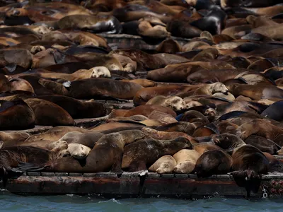 More than 1,000 sea lions gathered at San Francisco&#39;s Pier 39 last week, marking the largest congregation of the marine mammals at the city&#39;s Fisherman&#39;s Wharf in about 15 years.
