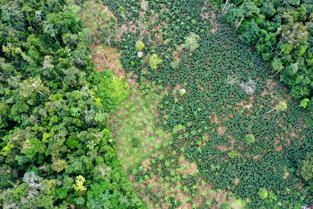 overhead view of forest with a deforested section in the middle