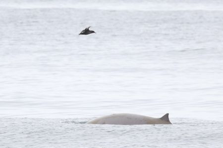 Sightseers spotted the rarely seen creatures on a Monterey Bay Whale Watch boat tour off the coast of California.