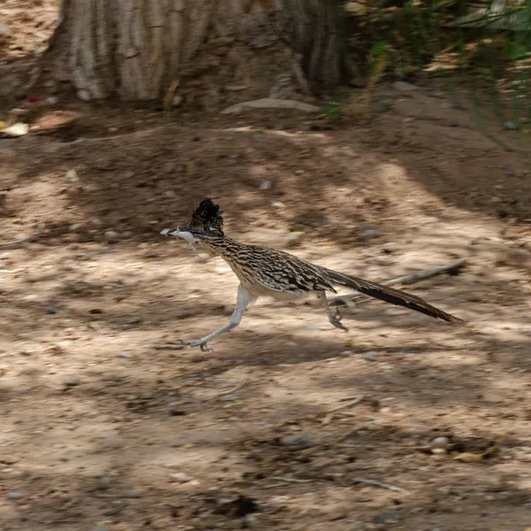 Road Runner with a Lizard thumbnail