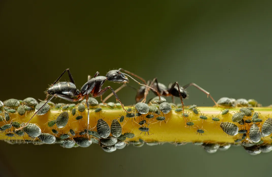 Ants and aphids