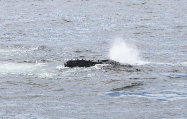 Humpback whale in summer thumbnail