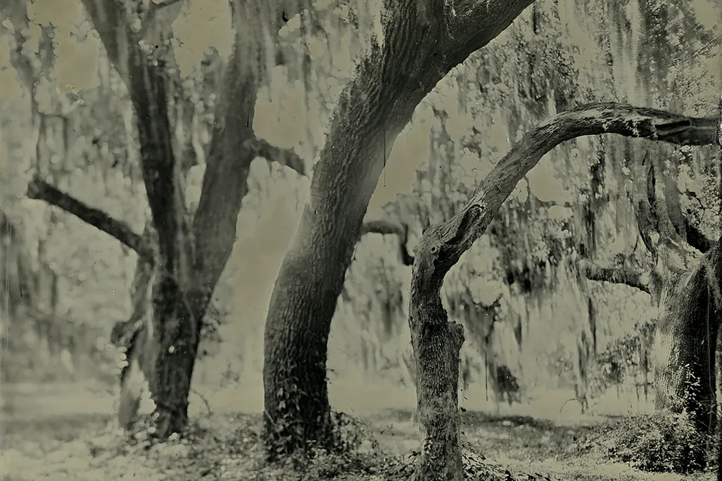 a tin type photograph of live oak trees with Spanish Moss