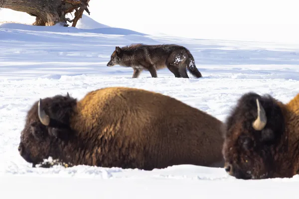 Parallel Play thumbnail