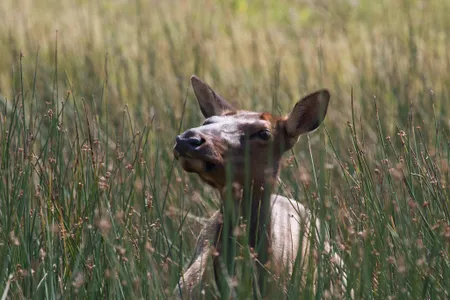 This elk is unimpressed by your feeble attempts to hunt her. 
