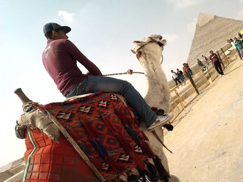 The photo show the camel in the Pyramids Desert running ...