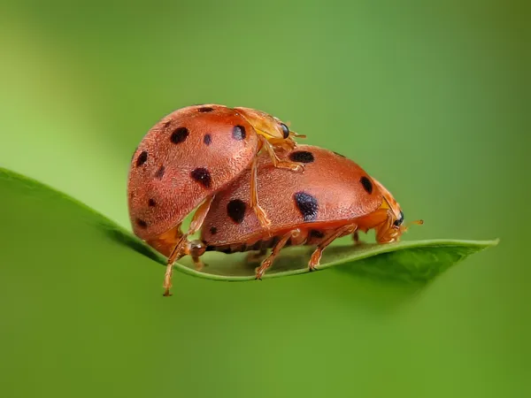 Mating Gymnastics thumbnail