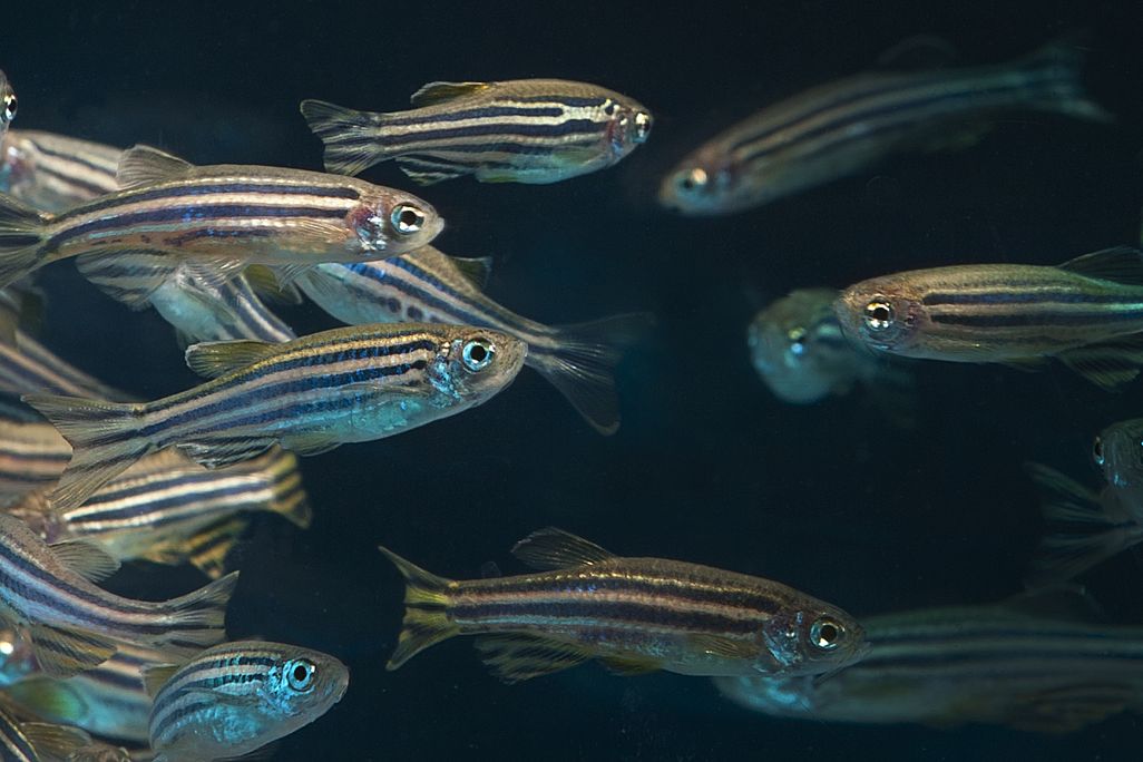 Small striped fish swimming in water