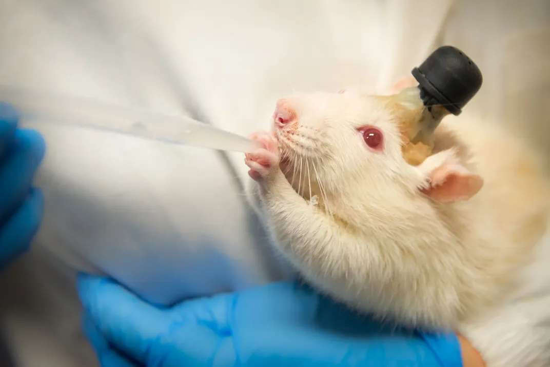 Lab Rat Brain Implant