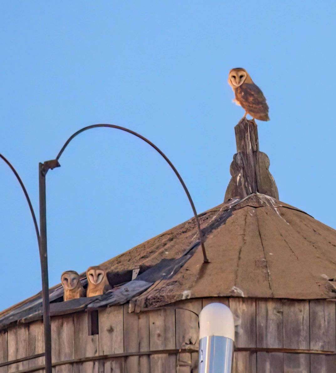 barn owls on a water tower
