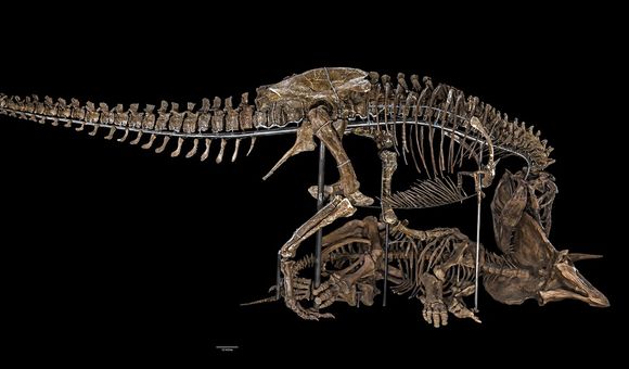 The Nation’s T. rex decapitating a Triceratops in its new pose as the centerpiece of the David H. Koch Hall of Fossils – Deep Time, a 31,000-square-foot dinosaur and fossil exhibit slated to open June 8, 2019. (Smithsonian Institution)